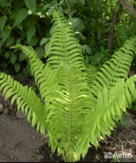 Продам папоротник