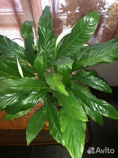 Спатифиллум