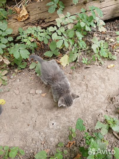 Котята в дар