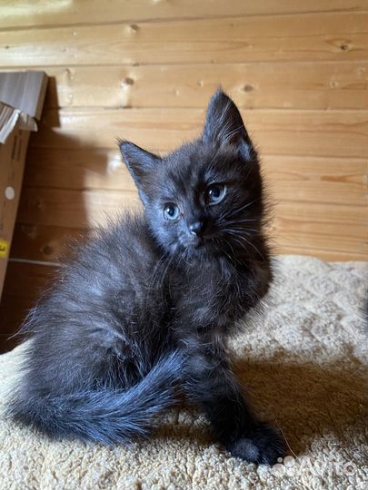 Котята ищут семьи