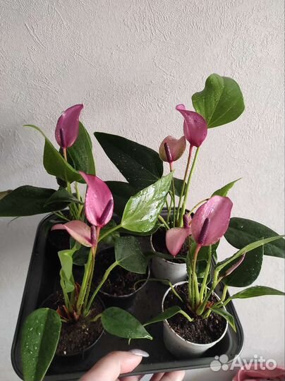 Антуриум зизу