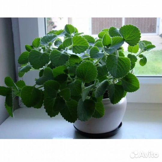 Мята ароматная к чаю