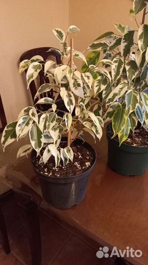 Комнатные цветы