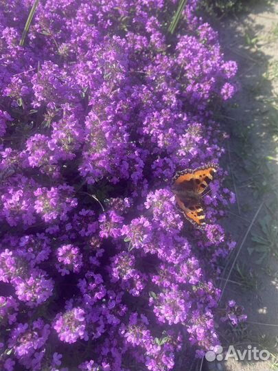 Тимьян Медок (чабрец)