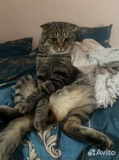 Кот вязка (ищем кошечку )