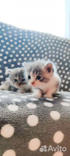 Котята в добрые руки бесплатно