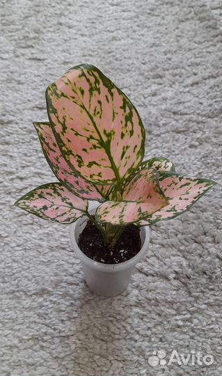 Аглаонемы Орхидея,Клубичный лёд сингониум и др