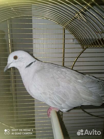 Смеющаяся горлица