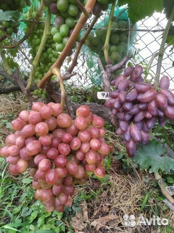 Саженцы столового винограда и ежевики