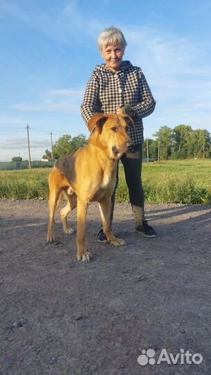 Собака в добрые руки