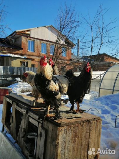 Петухи брама