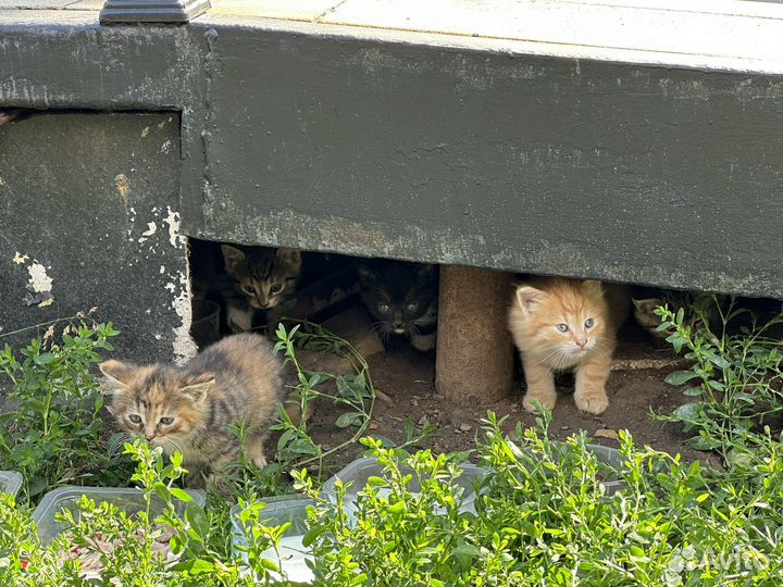 Котята в добрые руки