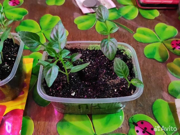 Рассада перца сладкого