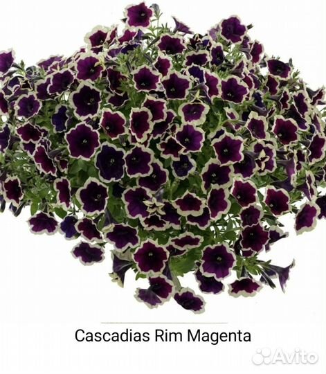 Вегетативная петуния, Тайдал