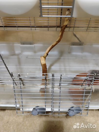 Клетка Германия