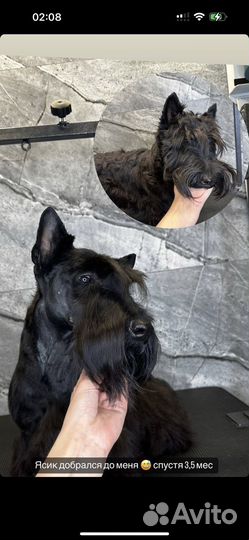 Тримминг (груминг), экспресс линька, стрижка собак