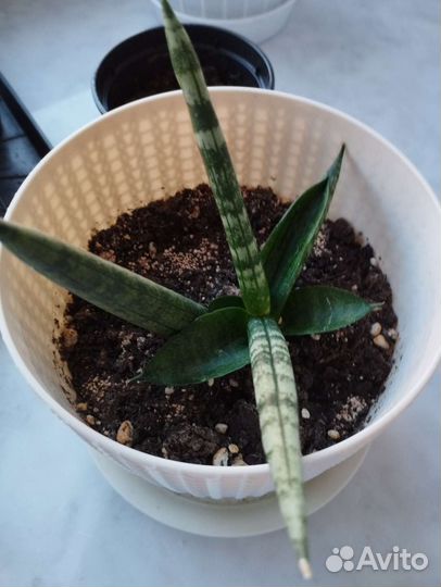 Сансевиерия цилиндрика