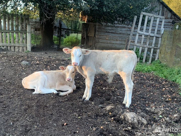 Корова,телка,козел