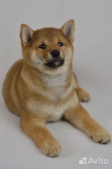 Щенки сиба шиба ину
