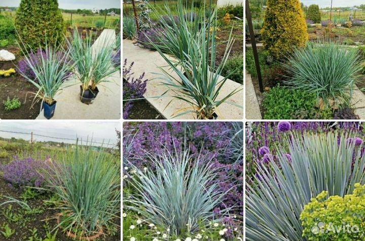 Тамарикс Гортензия Аспидистра