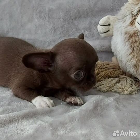 Мини мальчик