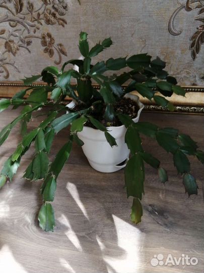 Декабрист шлюмбергера