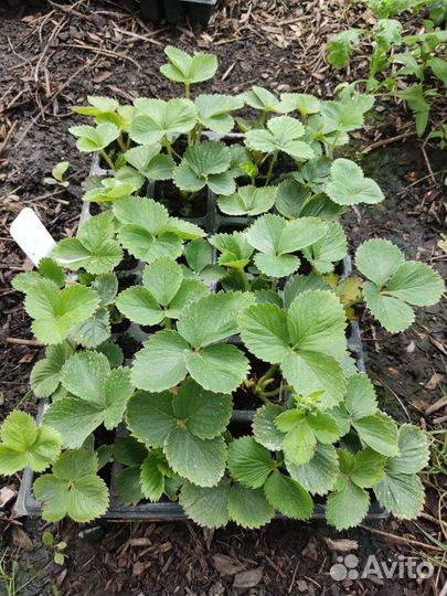 Рассада клубники разных сортов