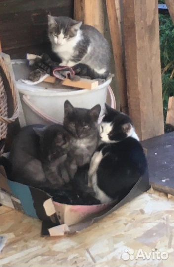 Котята ищут дом