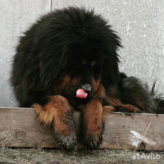 Вязка Тибетский Мастиф