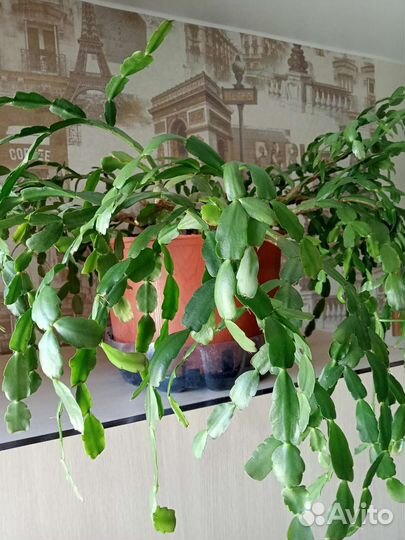 Декабрист Комнатные растения цветы большие