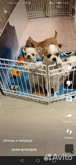 Чихуахуа, тойтерьеры, карликовые пинчеры Доставка