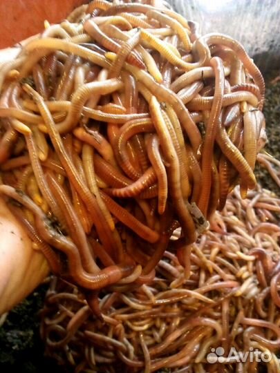 Дендробена. Черви для рыбалки. Коконы, малёк