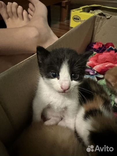 Котята в добрые руки