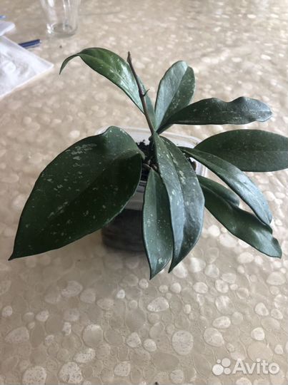 Комнатные растения цветы