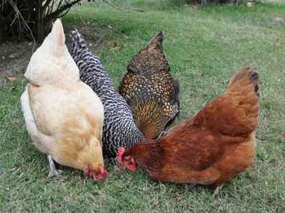 Куры несушки элитных пород–свежие яйца круглый год, Сергиев Посад