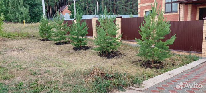 Сосны ели и много других видов