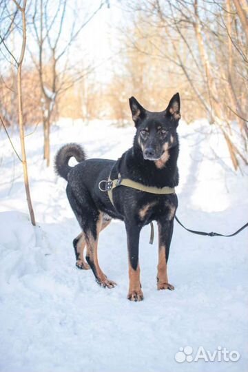 Веселый пёс в добрые руки