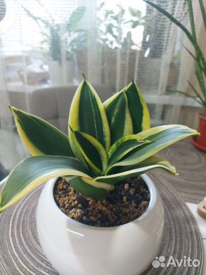 Сансевиерия ханни крео