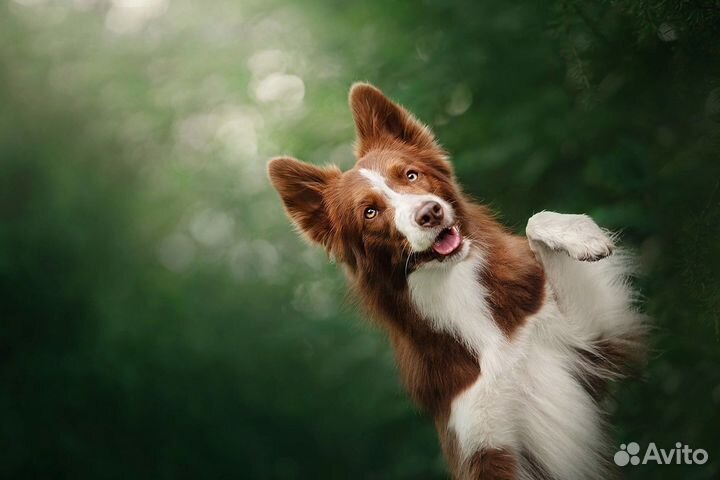 Собака для фотосессии