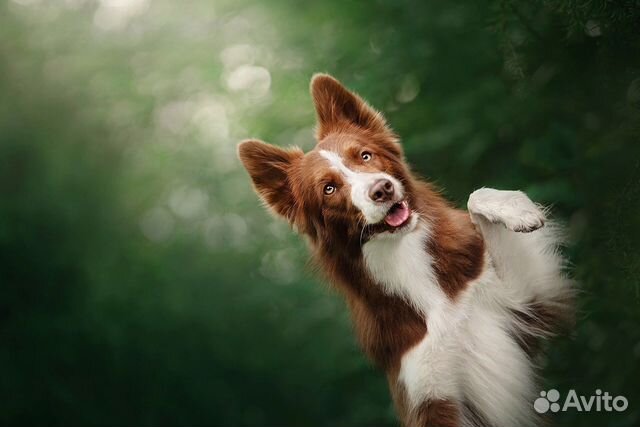 Собака для фотосессии