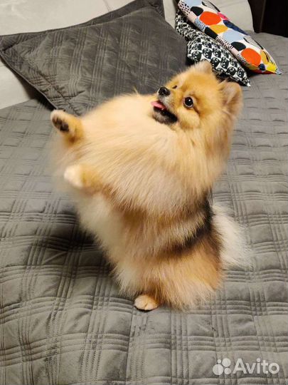 Шпиц вязка(не продажа)