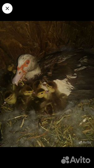 Индоутки семья