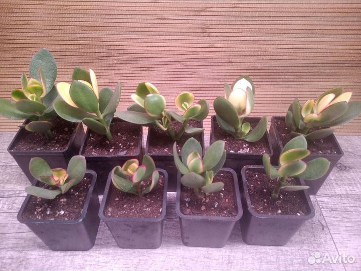 Крассула кагетсу маруба