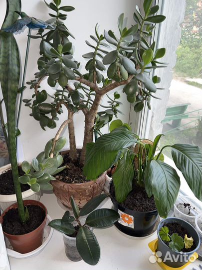 Комнатные растения с горшками разные