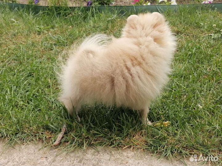 Крошки померанский шпиц миниатюра мини микро