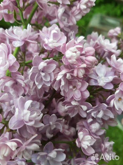 Сирень махровая и крупноцветковая