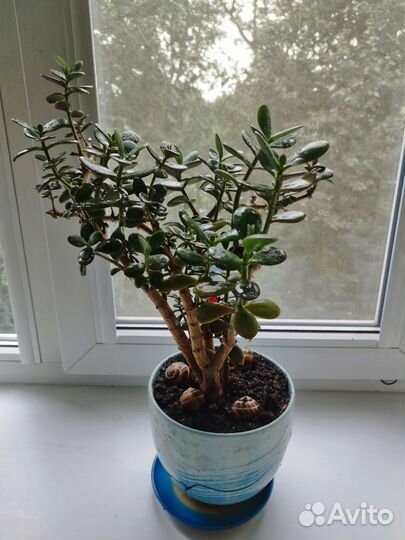 Комнатные цветы