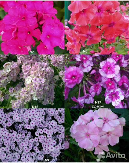 Садовые многолетние цветы