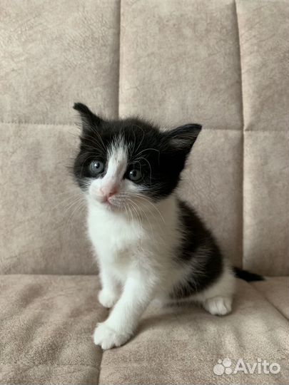 Котенок бесплатно