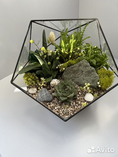 Комнатные растения цветы